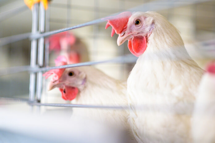 Here’s what you need to know about the bird flu